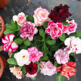 BuggyBeds Desert Rose seeds in mixed colors for vibrant blooms in sunlit beds.