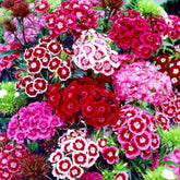BuggyBeds Dianthus seeds 5000pcs for lush, long-lasting garden coverage and vibrant border displays.