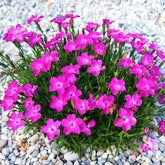 BuggyBeds Dianthus Sweetness seeds pack for vibrant color in beds and borders