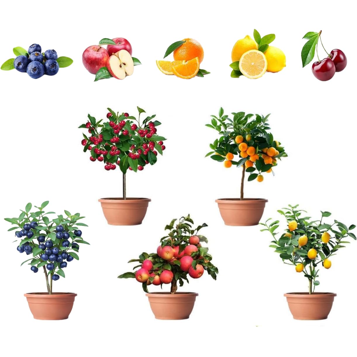 BuggyBeds lemon seeds pack front view, ideal for easy indoor harvest potential