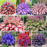 BuggyBeds dwarf hosta seeds pack for easy shaded pots and long-lasting foliage.