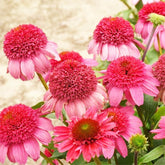 BuggyBeds echinacea seeds for hardy, low-maintenance perennial blooms
