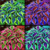 BuggyBeds fragrant hosta seeds pack for easy shade garden planting