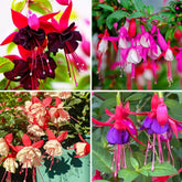 BuggyBeds fuchsia seeds 185-count for vibrant container displays.