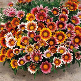 BuggyBeds Gazania-Tithonia seeds pack ready to add sunny color to your garden