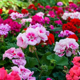 BuggyBeds geranium seeds mixed colors pack for vibrant garden displays and quick germination