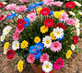 BuggyBeds Gerbera Daisy mixed seeds seed packets display vibrant colors for garden borders.