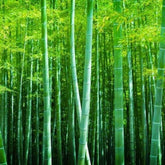 BuggyBeds green bamboo seeds pack for versatile indoor and outdoor planting