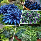 BuggyBeds Hosta seeds 80-pack for lush shade garden growth.