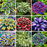 BuggyBeds Hosta seeds mix 100-pack close-up of diverse leaves for shade borders.