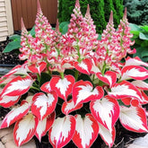 BuggyBeds Hosta seeds package for shade gardens with premium germination potential