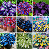 BuggyBeds Hosta seeds packaging for shade lovers, ideal for starting a versatile ground cover.