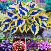 BuggyBeds Hosta seeds packet, ideal for shade garden planting.