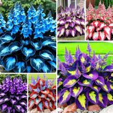 BuggyBeds Hosta shade seeds front view pack for lush low-light borders