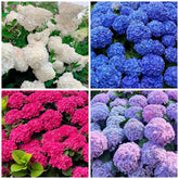 BuggyBeds hydrangea seeds mixed-color pack shot for vibrant garden color.