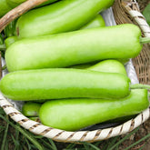 BuggyBeds long bottle gourd seeds for quick germination and a bountiful harvest.