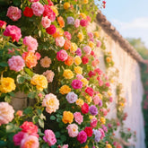 BuggyBeds mixed climbing rose seeds pack on a fence, ready for a vibrant vertical garden.