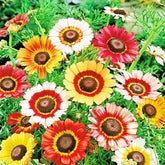 BuggyBeds Painted Daisy seeds seed packet for vibrant garden blooms.