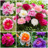 BuggyBeds Peony Seeds mixed colors pack for vibrant garden borders.