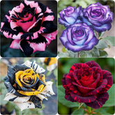 BuggyBeds perennial rose seeds blooming in vibrant colors for your garden beds.