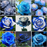 BuggyBeds perennial rose seeds mix with colorful blooms for a vibrant patio display.