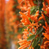 BuggyBeds Pyrostegia Venusta firecracker bloom on a garden trellis, adding vibrant color.