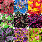 BuggyBeds Rainbow Coleus seeds packet showcasing vibrant multicolor foliage for shade gardens.