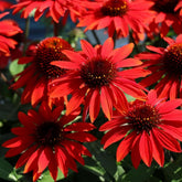 BuggyBeds red coneflower seeds; vibrant border color for sunny gardens.