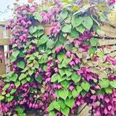 BuggyBeds Rhodociton Purple Bell Vine seeds pack ready for quick germination