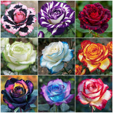 BuggyBeds rose seeds mixed colors create a vibrant garden display.