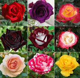 BuggyBeds rose seeds package contents ready for planning perennial color.