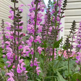 BuggyBeds Salvia Sage seeds pack ideal for quick-start home gardening.