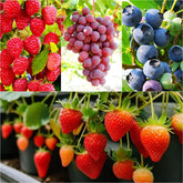 BuggyBeds strawberry seeds pack, ready for spring garden planning and fresh harvests.