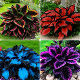 BuggyBeds Variegated Hosta leaves showcase striking leaf patterns for shade gardens.