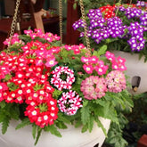 BuggyBeds Verbena seeds 1500-pack for vibrant container displays.