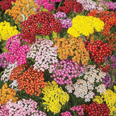 BuggyBeds yarrow seeds 1500-perennial pack for lush garden borders.