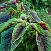 Bulborium amaranth spinach seeds pack front view, ideal for easy home planting.