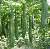 Bulborium angled luffa seeds package ready for planting, expanding home garden options.