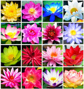 BULBORIUM pink bowl lotus bloom emerging in a water garden, beginner friendly.