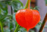 Bulborium Cape Gooseberry Seeds Pack ready for indoor sowing in rich soil.