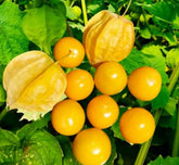 Bulborium cape-gooseberry-seeds packet ready for planting, start your edible garden.