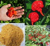 BULBORIUM Carolina Reaper seeds pack ready for home sowing and spicy harvest