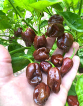 Bulborium Chocolate Habanero seeds pack ready for planting and vibrant heat.