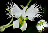 Bulborium Dove Orchid White Egret Flower seeds ready for spring garden color.