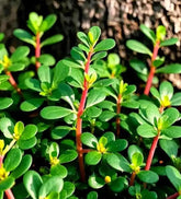 Bulborium Golden Purslane seeds packet closeup for vibrant salads and rapid ground cover.