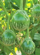 Bulborium green round Thai eggplant seeds – close-up in packet, ideal for home gardens.