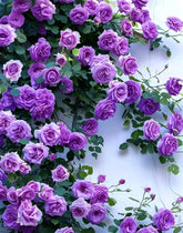BULBORIUM purple climbing rose seeds pack for spring planting and vertical color