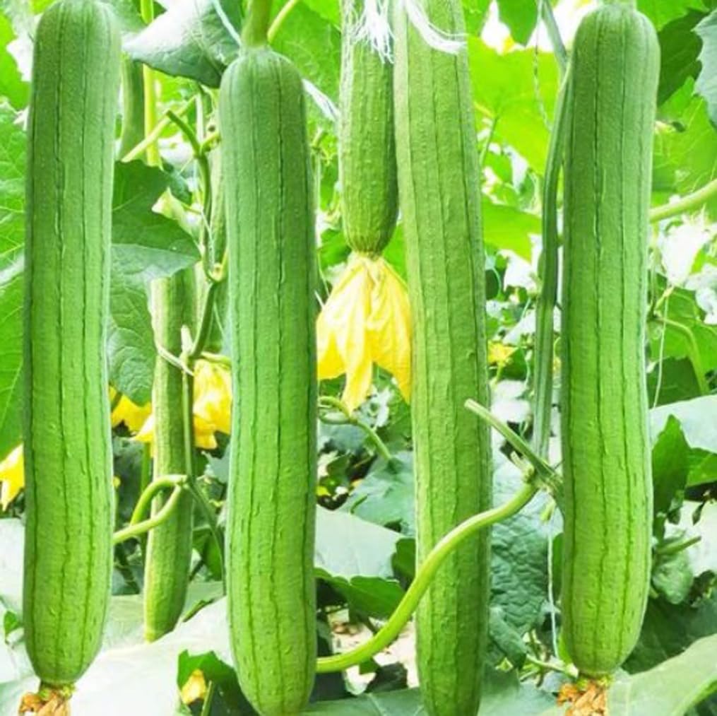 Bulborium smooth sponge gourd seeds pack ready for spring sowing in a sunny garden