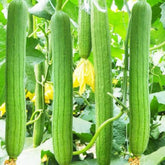 Bulborium smooth sponge gourd seeds pack ready for spring sowing in a sunny garden