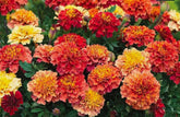 BULBORIUM Strawberry Blonde marigold bloom close-up with color-changing petals attracting pollinators.